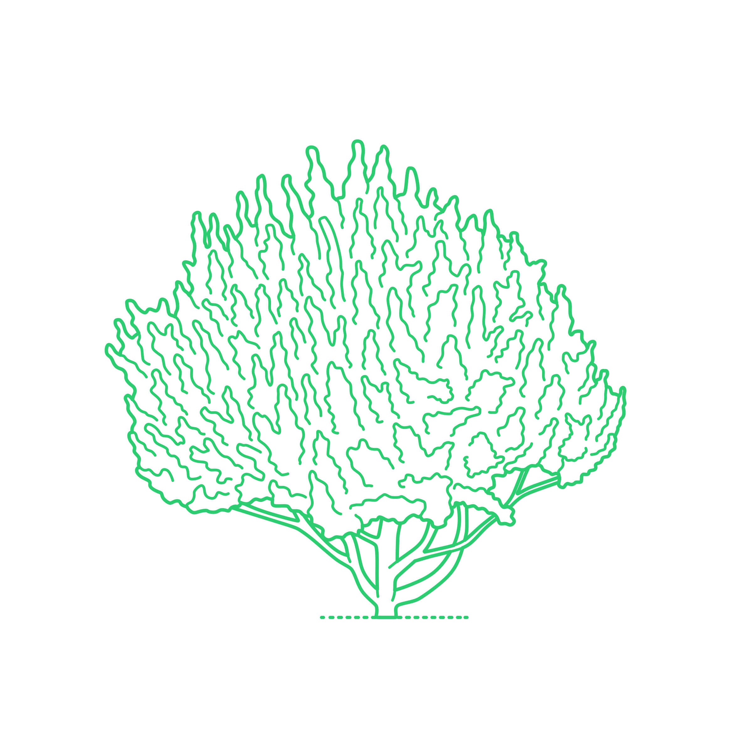 Plants Cypresses Tecate Cypress Vinyl Cutting Svg File Free Vectors